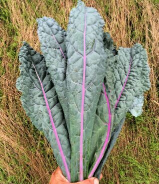 Kalē kāposti 'Dazzling Blue'